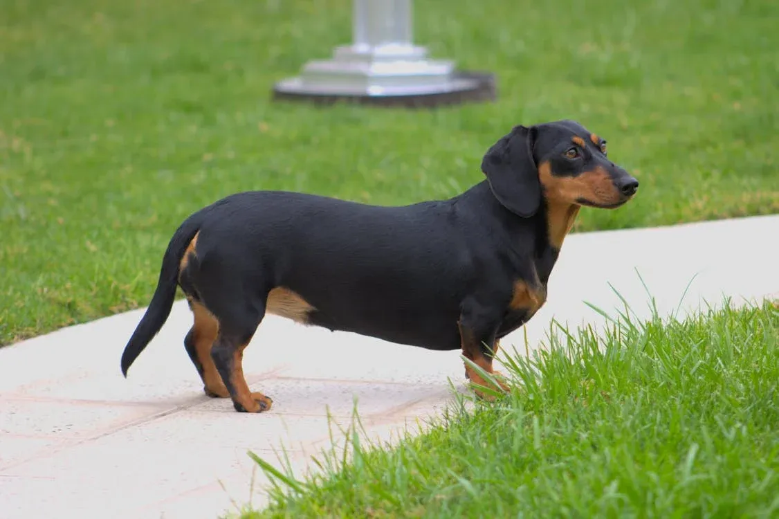 Dachshund Puppies Price
