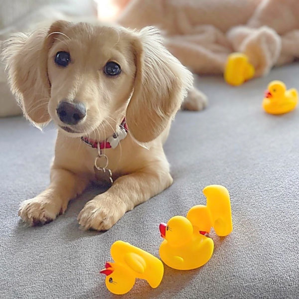 Dachshund Puppies Under $500 Texas