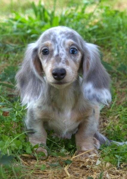 Dachshund Puppies Washington