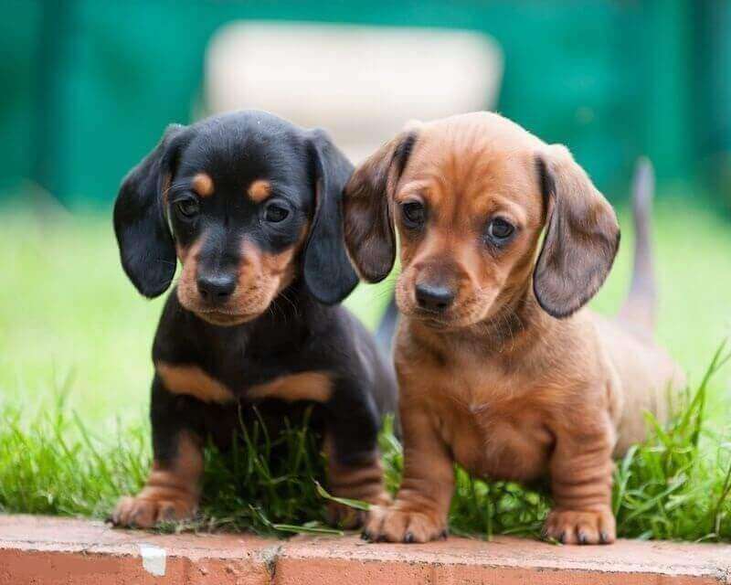 Dachshund Puppy Images