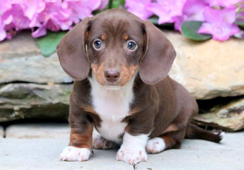 Dachshund Puppy Rescue