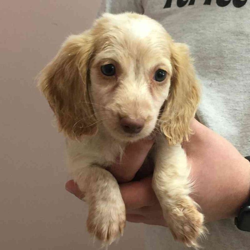 Dachshunds Puppies For Sale