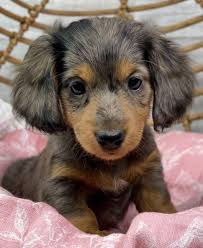 Free Dachshund Puppies Craigslist