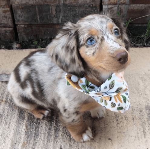 Long Haired Dapple Dachshund Puppies For Sale