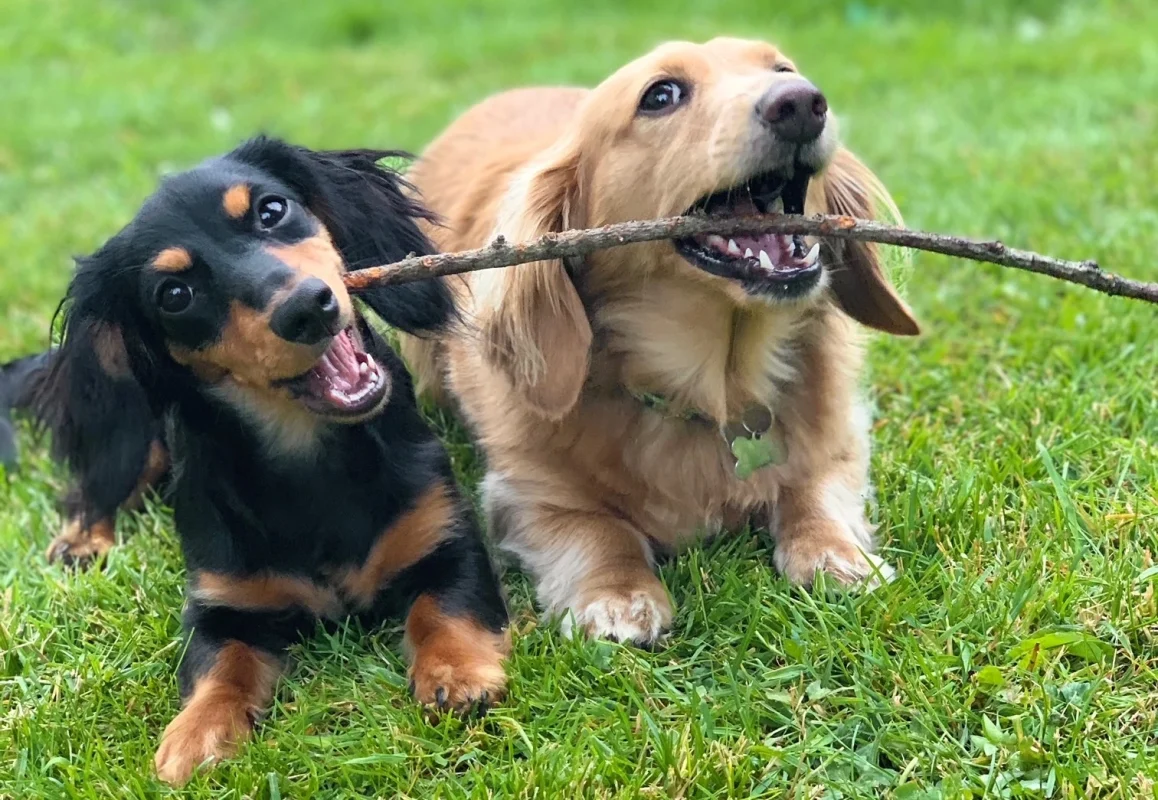 Longhaired Dachshund Puppies