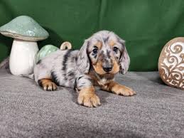 Mini Dachshund Puppies For Adoption