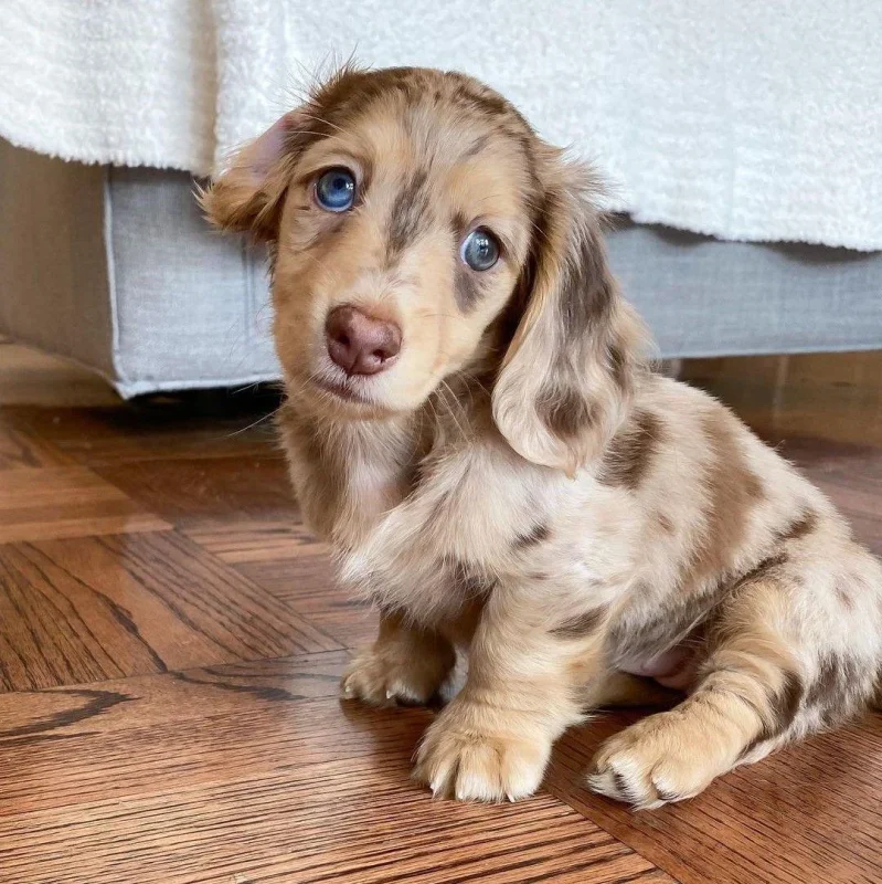 Mini Dachshund Puppies Under $500 Near Me