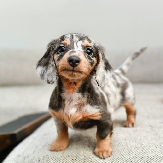 Miniature Dachshund Puppies For Adoption