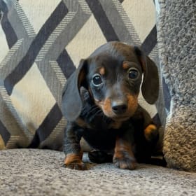 Miniature Dachshund Puppies For Sale In Indiana
