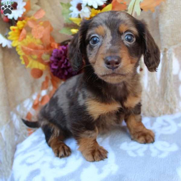 Miniature Dachshund Puppies For Sale In Ohio