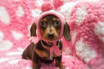 Miniature Dachshund Puppies Rescue