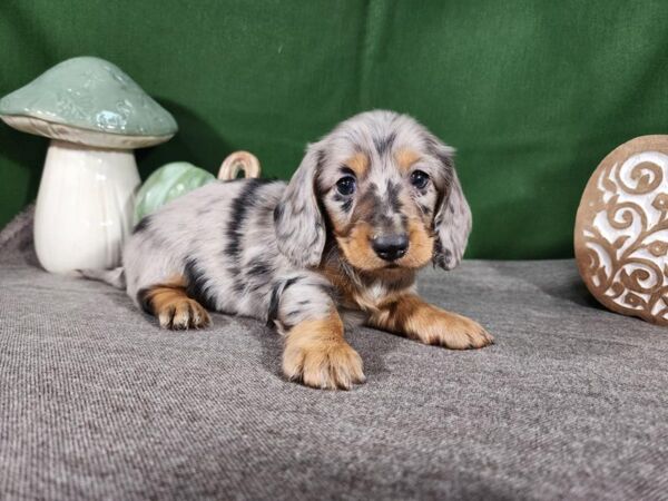 Miniature Dachshund Rescue Puppies