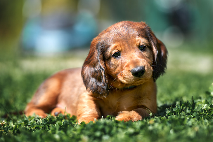 Puppy Names For Dachshunds
