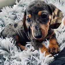 Toy Dachshund Puppies For Sale In Texas