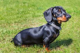 Black Tan Dachshund Puppies