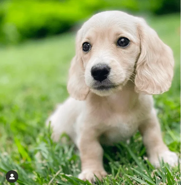 English Cream Dachshund Puppies