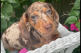 DachshunPuppies Under $500 Florida