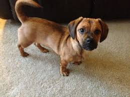 Dachshund Boxer Mix Puppy