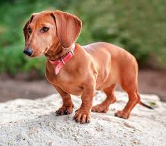 Dachshund Puppies For Sale Colorado