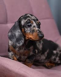 Dachshund Puppies For Sale Fresno