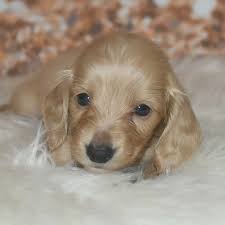 Dachshund Puppies For Sale In Mississippi