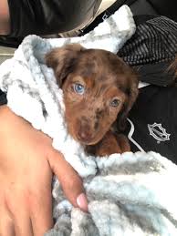 Dachshund Puppies For Sale Nyc