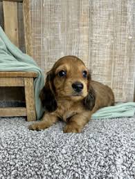 Dachshund Puppies For Sale Oklahoma
