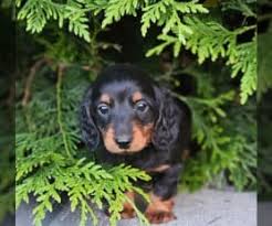 Dachshund Puppies For Sale Orlando