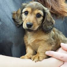 Dachshund Puppies For Sale Phoenix