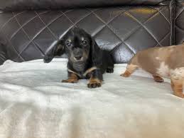 Dachshund Puppies For Sale Under $300 In Ga