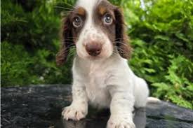 Dachshund Puppies For Sale Under $300 Near Me