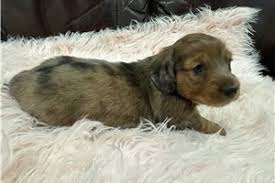 Dachshund Puppies For Sale Wi