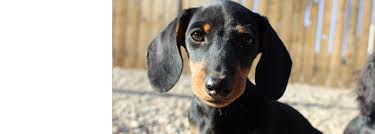 Dachshund Puppies In Colorado