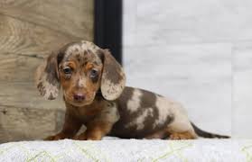 Dachshund Puppies In Pennsylvania