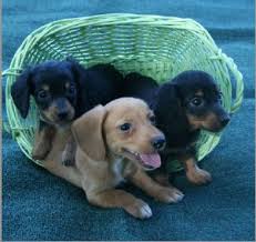 Dachshund Puppies In Texas