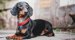 Dachshund Puppies Kentucky