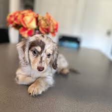 Dachshund Puppies San Diego Ca