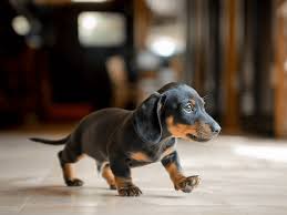Dachshund Puppy Photos