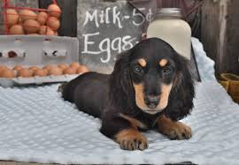 Mini Dachshund Puppies For Sale In Ohio
