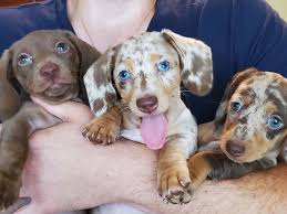 Dapple Dachshund Puppies For Sale Near Me