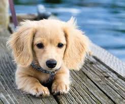 Fluffy Dachshund Puppy