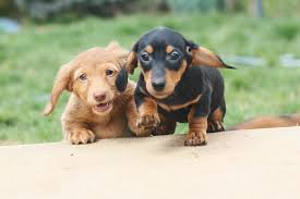 How Many Puppies Do Dachshunds Have