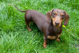 Micro Dachshund Puppies