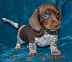 Short Haired Dachshund Puppies For Sale