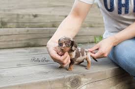Teacup Dachshund Puppies