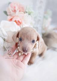 Teacup Miniature Dachshund Puppies For Sale