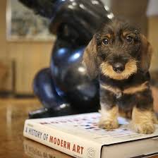 Wire Haired Dachshund Puppy