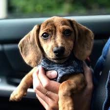 Adorable Dachshund Puppies
