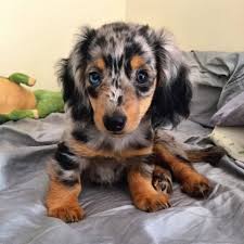 Brindle Dachshund Puppy