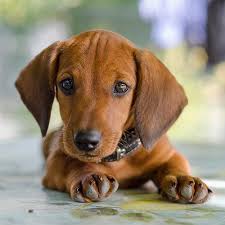 Brown Dachshund Puppies